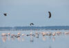 “Every Bird Counts – Your Observations Matter!”