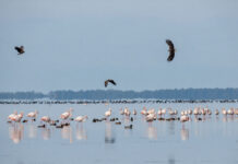 “Every Bird Counts – Your Observations Matter!”