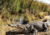 DOE advances conservation efforts for reptile and amphibian species