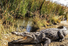 DOE advances conservation efforts for reptile and amphibian species