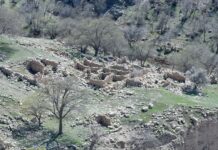 Forgotten Safavid-era village discovered in southern Iran