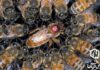 Hive dwellers vs. screen players: The anatomy of two societies