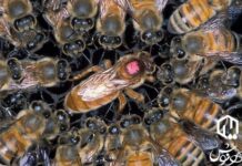Hive dwellers vs. screen players: The anatomy of two societies