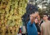 Feast of grapes: A harvest tradition and travel experience in Iran