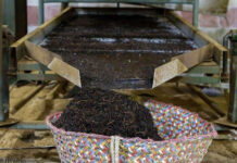 Dry tea production increases 23%