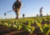 Agricultural output rises despite water cuts, reduced cultivated area