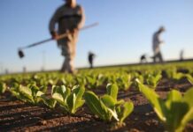 Agricultural output rises despite water cuts, reduced cultivated area