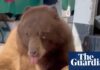 Hitting the sweet spot: bear treats itself to baked goods at Colorado farmers’ market