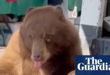 Hitting the sweet spot: bear treats itself to baked goods at Colorado farmers’ market