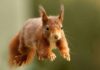 The British island where red squirrels are thriving
