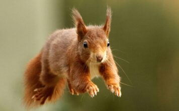 The British island where red squirrels are thriving