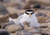 Little tern colony has worst breeding season