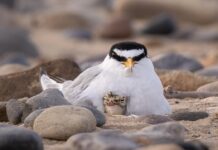 Little tern colony has worst breeding season
