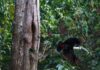Brazil sees record fall in Amazon deforestation as key election looms