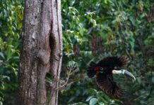 Brazil sees record fall in Amazon deforestation as key election looms