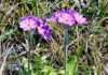 Project aims to protect rare arctic-alpine plants