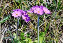 Project aims to protect rare arctic-alpine plants