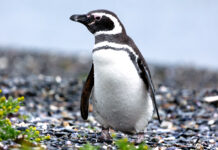 Audubon Society Formally Excommunicates Penguins