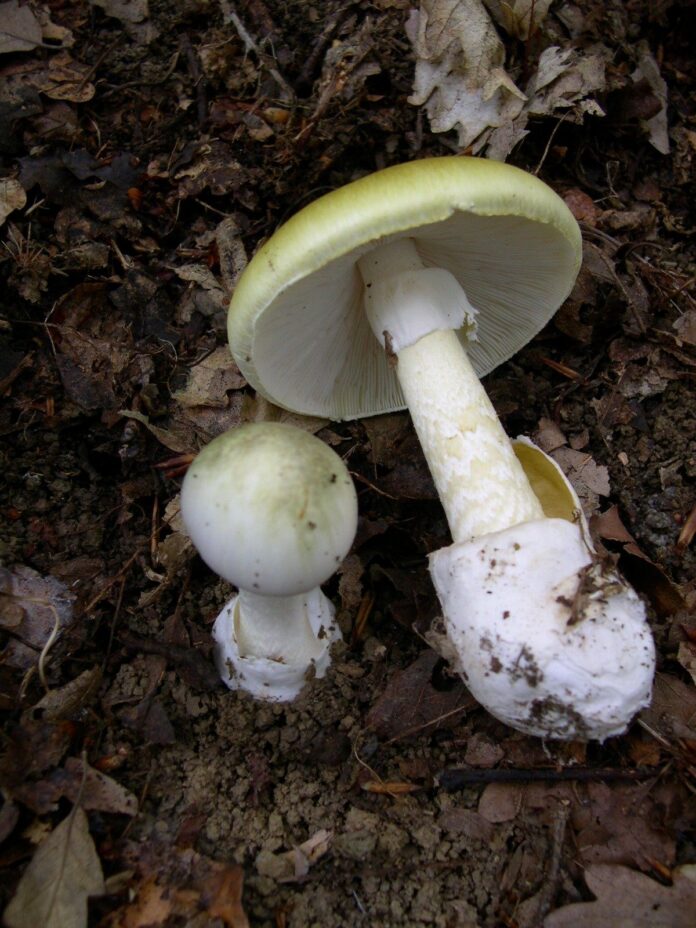 DEATH-CAP.jpg