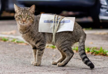 Election Officials Warn That Ballots Tied To Stray Cat Unlikely To Arrive In Time