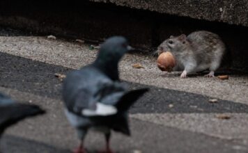 The GOP billionaire behind the biggest political gift in U.S. history could be sued for allegedly fueling a Chicago rat infestation