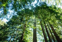 California’s Tallest and Most Iconic Trees Are Getting Heatstroke