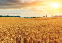 Poll: Majority Of Americans Still Go Bonkers For Amber Waves Of Grain