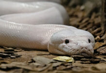 NBA Reminds Rookies Not To Blow First Paycheck On Big-Ass Snake