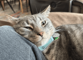 Best Smart Cat Trackers of 2026: Fi Mini vs. Tractive