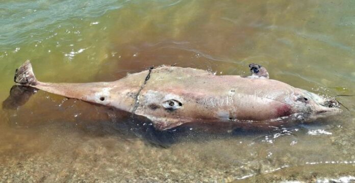a-dead-Black-Sea-dolphin-2-1793273545.jpg
