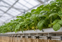 No Soil, Just Mist: How Aeroponics Helps Plants Grow With Roots in the Air