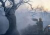 Palestine weekly: Olive harvest opens under assault