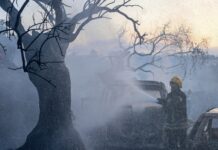 Palestine weekly: Olive harvest opens under assault