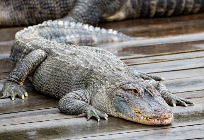 alligator-us.jpg