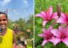 Hyderabad Gardener Shares How To Grow Lilies at Home This October With Just 3–4 Hours of Sun