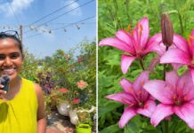 Hyderabad Gardener Shares How To Grow Lilies at Home This October With Just 3–4 Hours of Sun