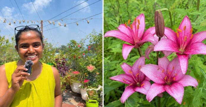 asiatic-lily-planting-tips-2026-10-08-15-26-06.jpeg