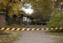 Girl, 8, airlifted to hospital after being attacked by wolf inside animal enclosure
