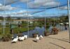 Avian flu and costs among reasons for loss of captive birds at Castle Espie