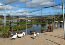 Avian flu and costs among reasons for loss of captive birds at Castle Espie