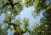 Council exceeds Surrey tree planting target