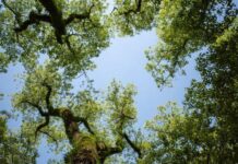Council exceeds Surrey tree planting target
