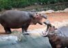 Thiruvananthapuram Zoo’s “Star” Rhino Shambhu Dies