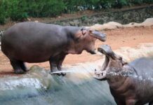 Thiruvananthapuram Zoo’s “Star” Rhino Shambhu Dies