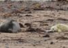 Seal pups spotted at nature reserve for 12th year