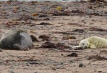 Seal pups spotted at nature reserve for 12th year