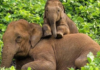 The Family ‘GPS’ That Guides Elephants Across the India–Nepal Border & the Villagers Keeping It Alive