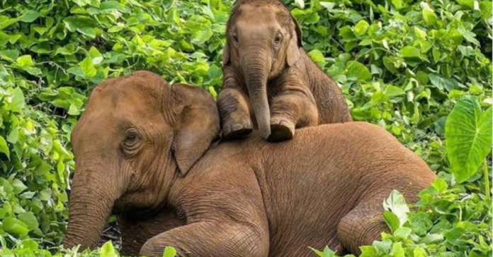 elephant-2-2026-10-01-19-33-20.png