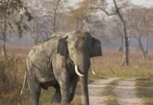Why 100 UP Farmers Are Planting Turmeric Beside Crops That Elephants Love to Eat