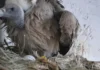How Keeping DJs Out of Weddings Is Saving Vultures in This Maharashtra Village